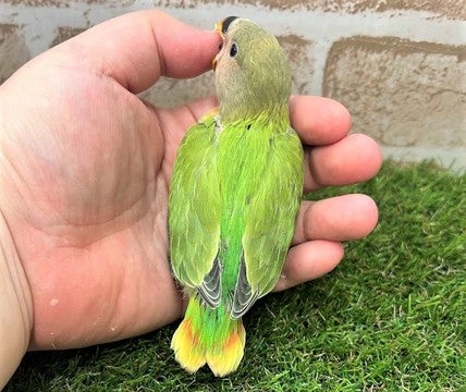 ※撮影日、2025年5月5日※成長し写真とは異なる場合がございます※