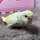 セキセイインコ ヒナ