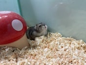 ジャンガリアンハムスター