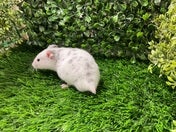 カラーハムスター
