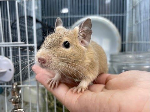 扉を開けるとすぐに出てきてくれます😍✨