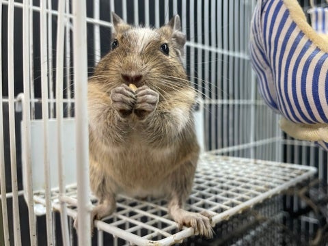 むちむちぼでぃーです😖ハンモックが大好きです😆