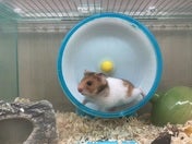 ゴールデンハムスター
