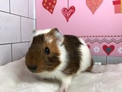ショートモルモット