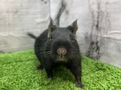 デグー (色変わり)