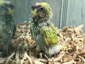 【5月4日撮影】1日3回さし餌が必要な子になります