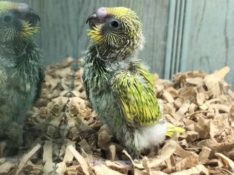 【5月4日撮影】1日3回さし餌が必要な子になります