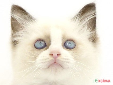 東京都のラグドール (コジマ高井戸店/2025年2月1日生まれ/男の子/シールポイントバイカラー)の子猫