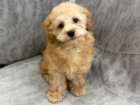 2025.5.6撮影　とっても甘えん坊で遊ぶのが大好き💗
