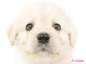 ハーフ犬（ラブラドゥードル）