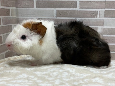 4/26撮影
