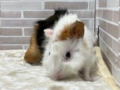 巻き毛モルモット