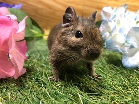 【5月6日撮影】好奇心旺盛な子です✨