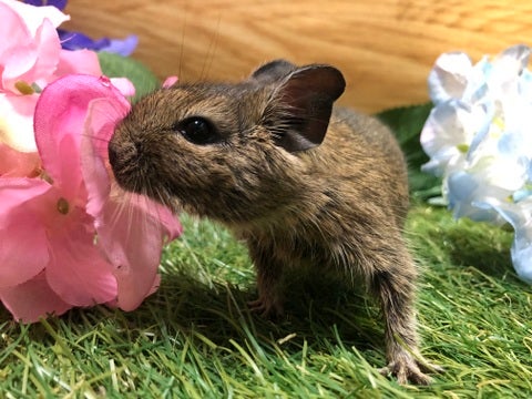 【5月6日撮影】