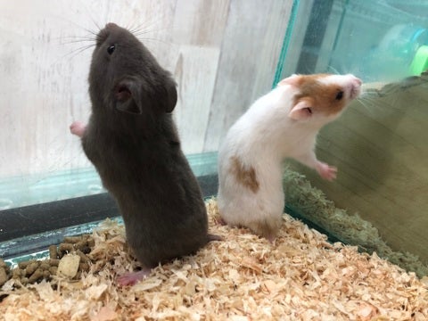 【5月6日撮影】