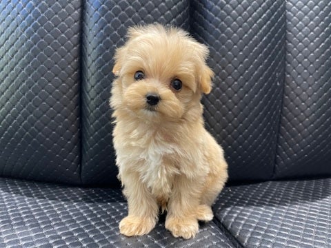 5/6撮影♬　会いに来てね🐾