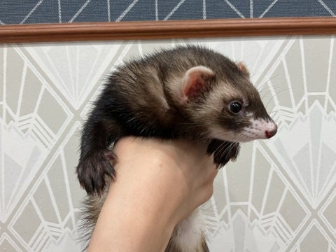 【2025/05/06 撮影】かわいいお顔です❗️