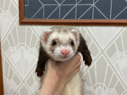 【2025/05/06 撮影】上手にお写真撮らせてくれました❣️