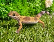 ヒョウモントカゲモドキ