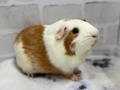 シェルティーモルモット