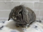 ウサギ系その他