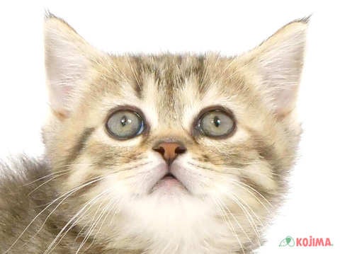 東京都のミヌエット (コジマアリオ北砂店/2025年3月2日生まれ/女の子/ブラウンタビー)の子猫