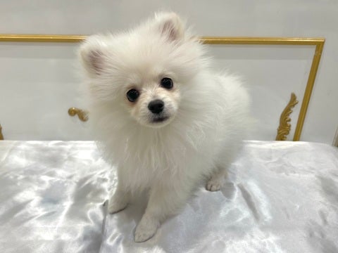 【2025/05/07撮影】自慢のふわふわな毛並み触ってみるワン？？
