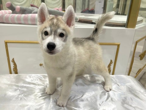 2025/05/07   元気いっぱいアピール上手くんです👀🐾💗