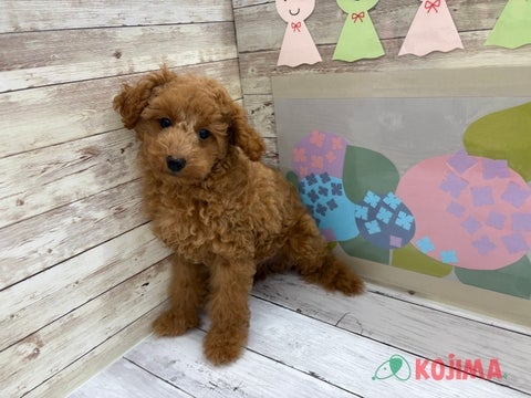 2025/05/07撮影　パパ　2.5kg　ママ　3.9kg