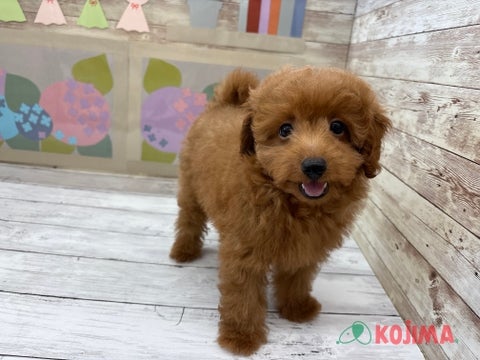 2025/05/07撮影　パパ　2.5kg　ママ　2.9kg