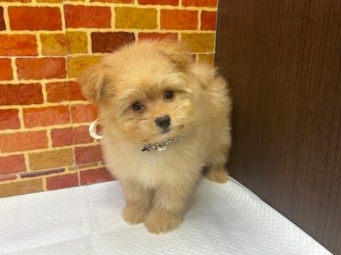 2025年5月7日撮影 きゅるきゅるおめめが可愛い🥺❣️