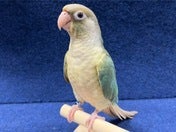ホオミドリアカオウロコインコ ヒナ