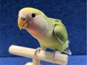 コザクラインコ ヒナ (色変わり)