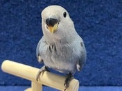コザクラインコ ヒナ (色変わり)