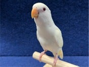 コザクラインコ ヒナ (色変わり)