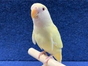コザクラインコ ヒナ (色変わり)