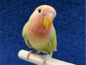 コザクラインコ ヒナ (色変わり)