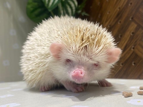 アルビノの男の子が来てくれました😆