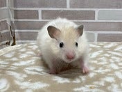 少し臆病ちゃんですがとても可愛いです💕