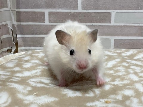 少し臆病ちゃんですがとても可愛いです💕