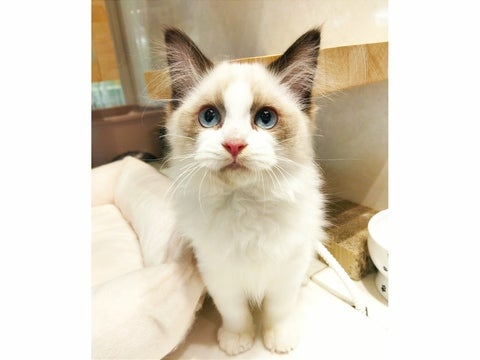 5/7撮影　だっこ好きな甘え上手な性格です♡