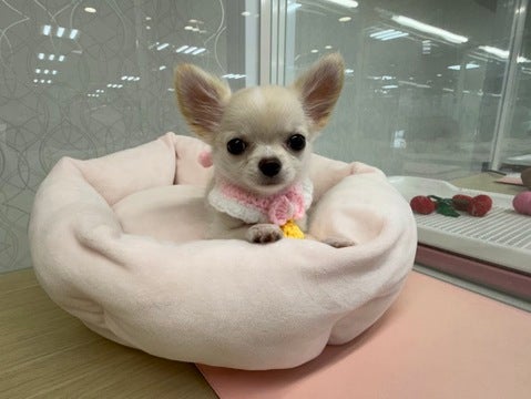【2025/5/7撮影】とても人懐っこい子です♡近寄ると全力で尻尾を振ってくれます(*'ω'*)