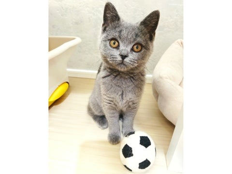 【2025/5/7撮影】いっしょにサッカーするにゃあ？？