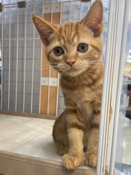 【5/7撮影】甘えん坊なこでカワイイ(o^―^o)ﾆｺ