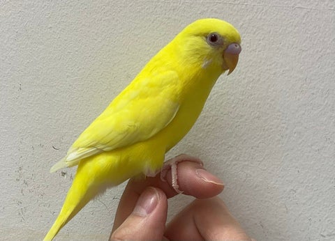 小首をかしげる姿がとても可愛いです！胸がトキメキますね🫶2025年5月7日撮影📸
