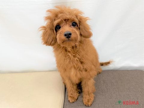 2025/5/07　撮影　濃深みのあるレッドカラーが綺麗です♡