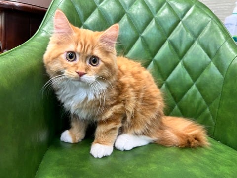 【2025/05/07撮影】お店で待ってるよ💕