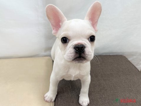 2025/05/07撮影　マイペースな子ですが遊ぶときのギャップが可愛い子です♡