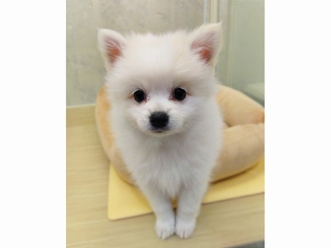 5/7撮影　まだまだクリームの色味が濃くなっていきそうです(´ω｀*)