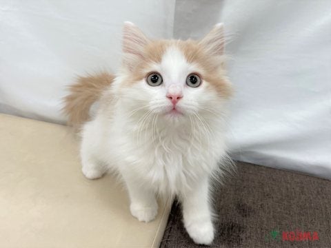 2025/05/07　撮影　イケネコのノルちゃんが来てくれました♡